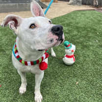 Thumbnail photo of Daisy #4