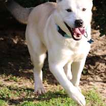 Thumbnail photo of Wolfie #2