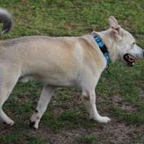 Thumbnail photo of Wolfie #4