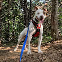 Thumbnail photo of Jo Jo #1