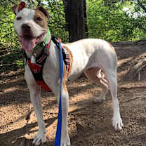 Thumbnail photo of Jo Jo #2