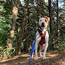 Thumbnail photo of Jo Jo #3