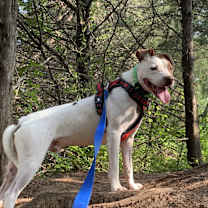 Thumbnail photo of Jo Jo #4