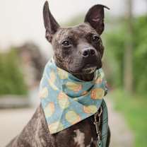 Thumbnail photo of Pope #1