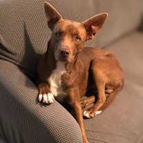 Thumbnail photo of Buddy #3