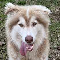 Thumbnail photo of Bandit #1