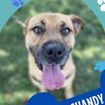 Thumbnail photo of Shandy #1