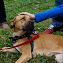 Thumbnail photo of Shandy #3