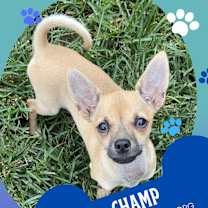 Thumbnail photo of Champ #1