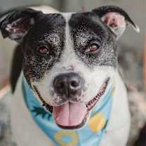 Thumbnail photo of Oreo Blizzard #1