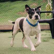 Thumbnail photo of Oreo Blizzard #2