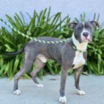 Thumbnail photo of Valentine #1