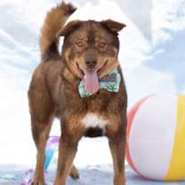 adopt-pet