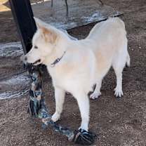 Thumbnail photo of Lexi #4