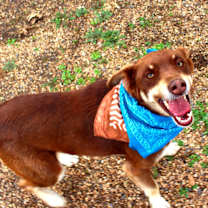 Thumbnail photo of Dusty #2