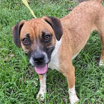 Thumbnail photo of Tyson #1