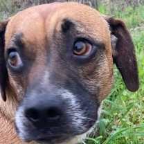 Thumbnail photo of Tyson #2