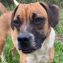 Thumbnail photo of Tyson #4