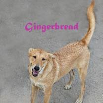 Thumbnail photo of Gingerbread #1