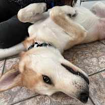 Thumbnail photo of Atreyu #1