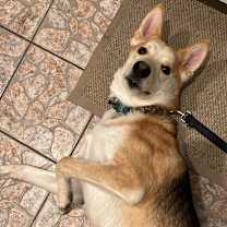 Thumbnail photo of Atreyu #4