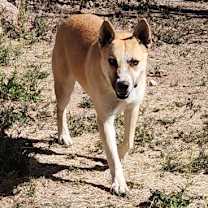 Thumbnail photo of Barney #2