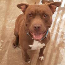 adopt-pet