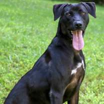 Thumbnail photo of Hazel #1