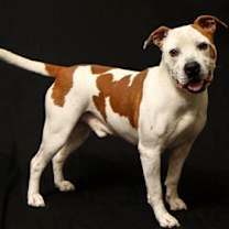 Thumbnail photo of Challenger #1