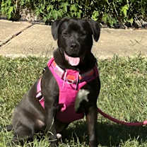 Thumbnail photo of Phillipe - Beauty and the Beast litter #2