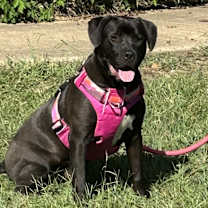 Thumbnail photo of Phillipe - Beauty and the Beast litter #3