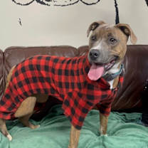 Thumbnail photo of Nova #2