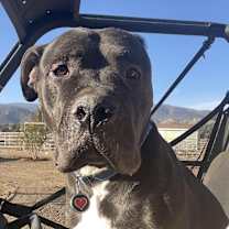 Thumbnail photo of Booker fka Sabook/Harley #1