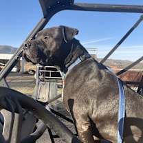 Thumbnail photo of Booker fka Sabook/Harley #2