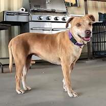 adopt-pet