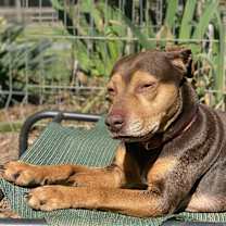 Thumbnail photo of Rocko #3