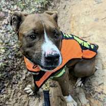Thumbnail photo of Brutus #2