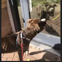 Thumbnail photo of Brutus #3