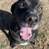Thumbnail photo of Leo (Lab) #1