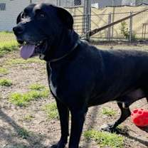 Thumbnail photo of Leo (Lab) #2