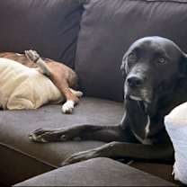 Thumbnail photo of Leo (Lab) #3