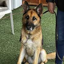 Thumbnail photo of Skywalker #3