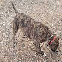 Thumbnail photo of Peyton #3
