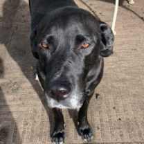 Thumbnail photo of Leo (Lab) #4