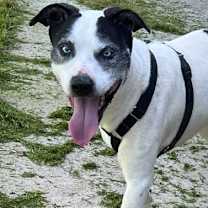 Thumbnail photo of Lokie* #1