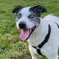 Thumbnail photo of Lokie* #2