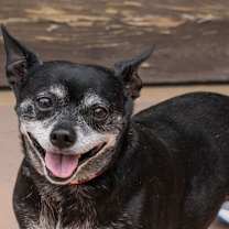 Thumbnail photo of Max - Adopt Me! #1