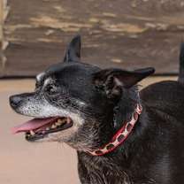 Thumbnail photo of Max - Adopt Me! #2