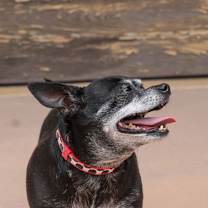 Thumbnail photo of Max - Adopt Me! #3