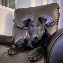 adopt-pet